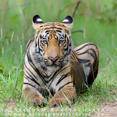 WILD TIGERS OF INDIA