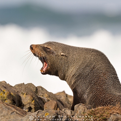 FUR SEALS & SEA LIONS