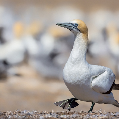 BIRDS OF NEW ZEALAND