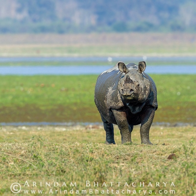 OTHER INDIAN WILDLIFE