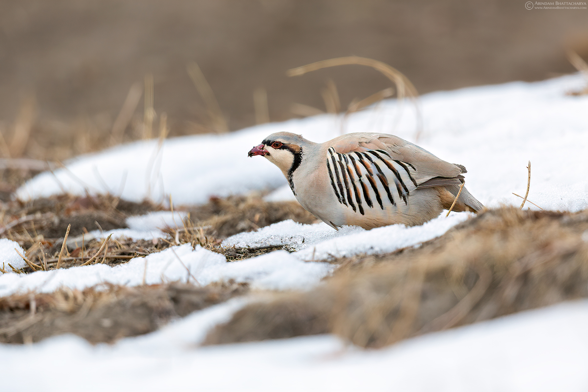 PREY & PREDATOR OF SNOWY HIMALAYAS - ARINDAM BHATTACHARYA