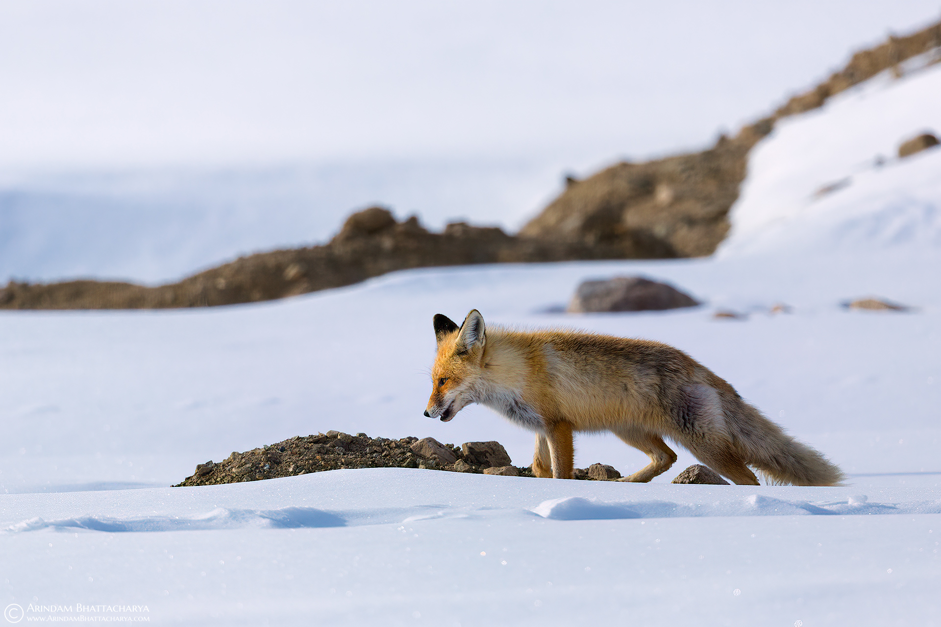 PREY & PREDATOR OF SNOWY HIMALAYAS - ARINDAM BHATTACHARYA